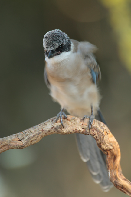 Ahuecando las plumas